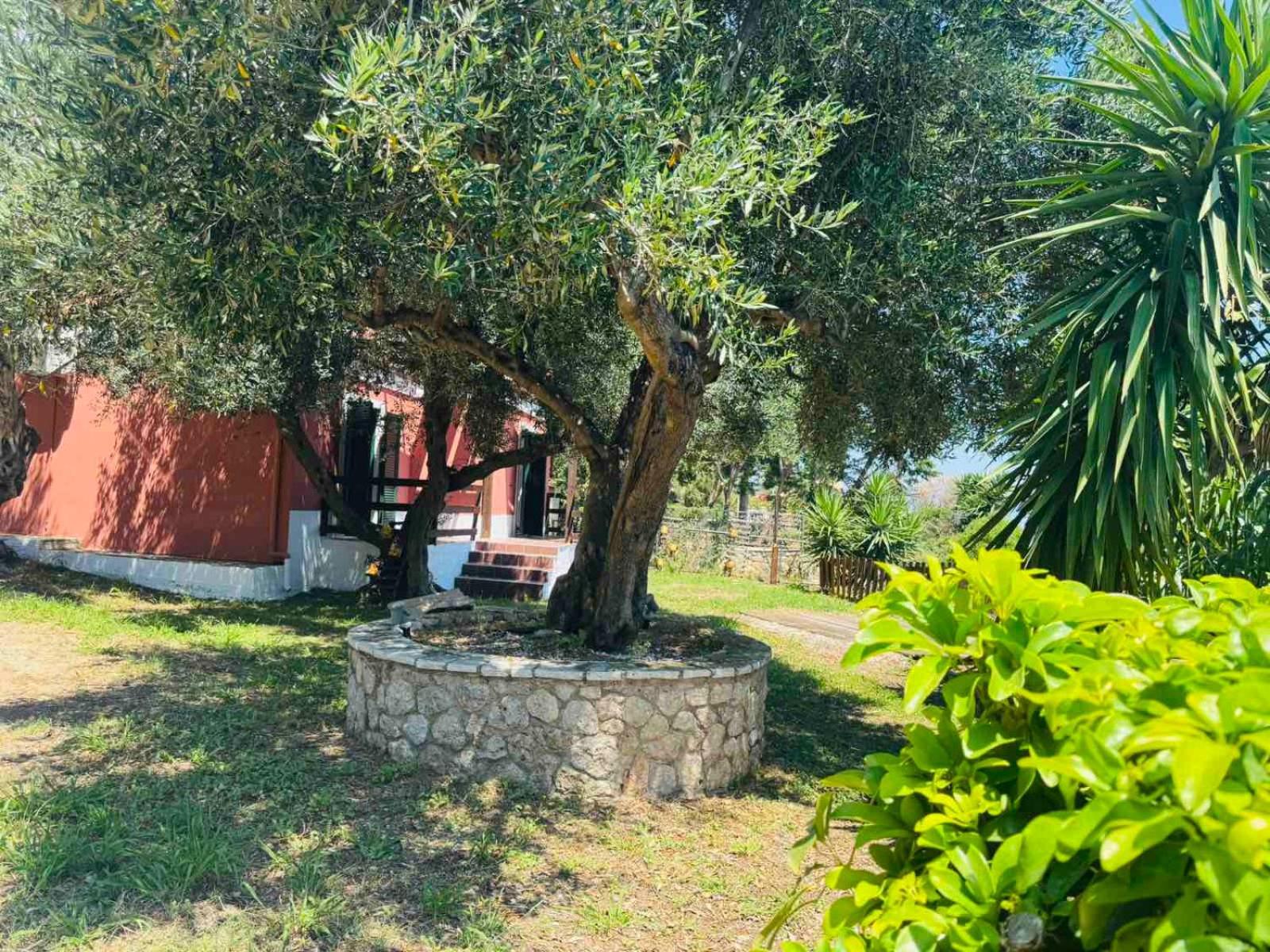 Olea Mare Benitses (Corfu)