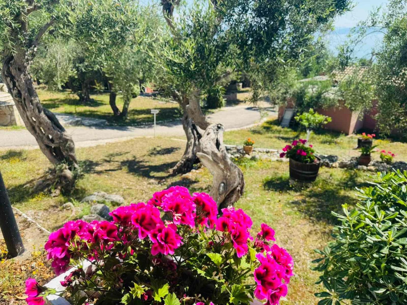 Apartment Olea Mare